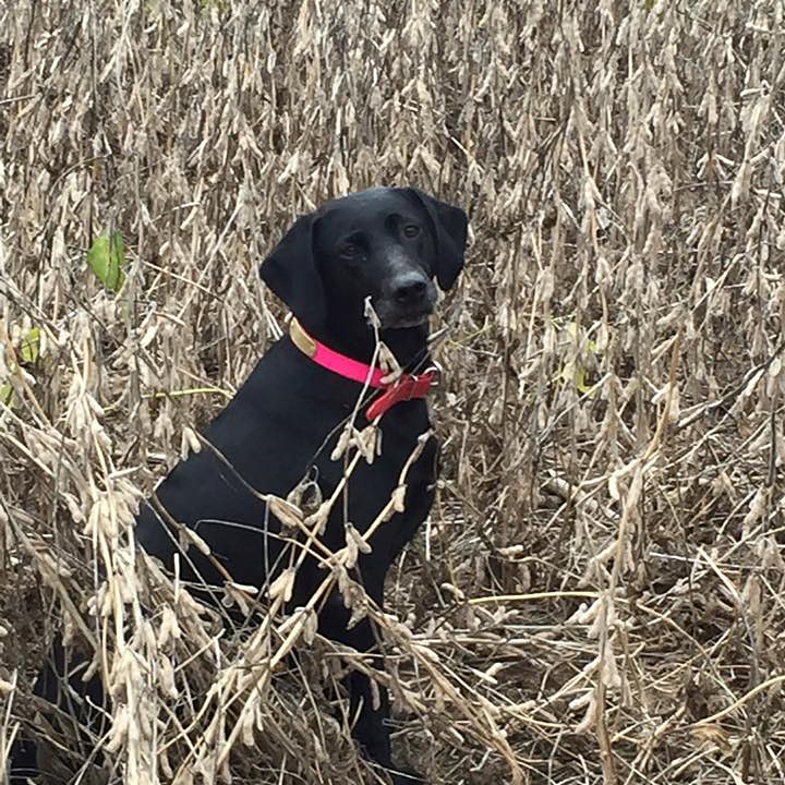 Duck Creek Retrievers